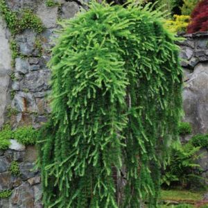 larix-decidua-pendula
