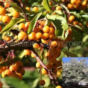 malus-golden-raindrops