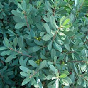 myrica-gale