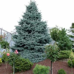 picea-pungens-baby-blue