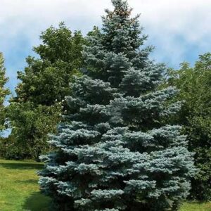 picea-pungens-glauca-pendula