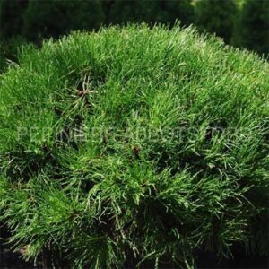 pinus-mugho-pumilio