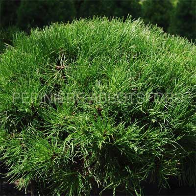 pinus-mugho-pumilio