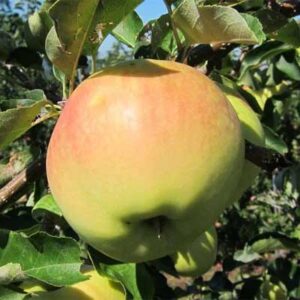 pommier-ginger-gold