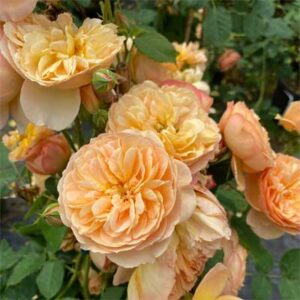 rosa-flavorette-apricot-honey