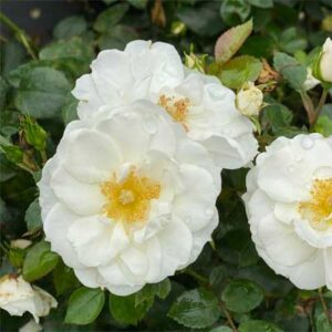 rosa-oso-easy-ice-bay