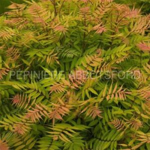 sorbaria-sem