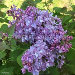 syringa-hyacinth-scentara-double-blue