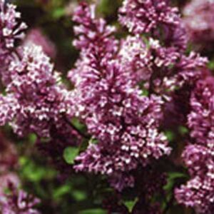 syringa-prest-royalty