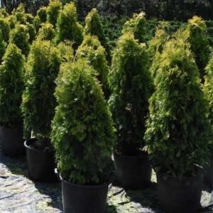 thuya-occidentalis-jantar