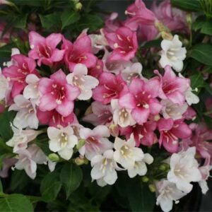 weigela-czechmark-trilogy