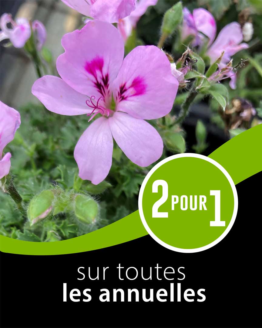 promo-annuelles