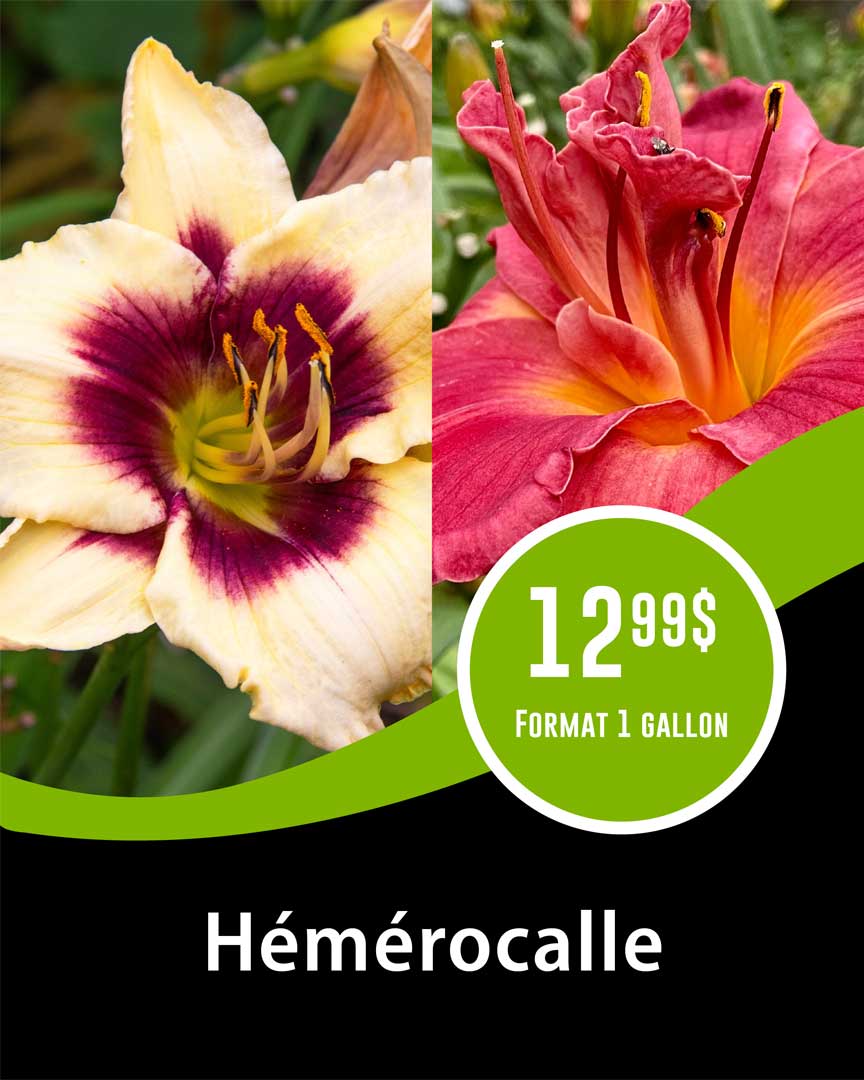 promo-hemerocalle-gallon