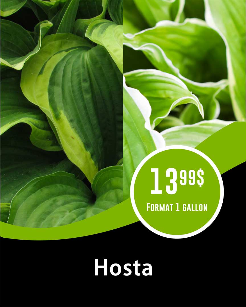 promo-hosta-1-gallon-v2