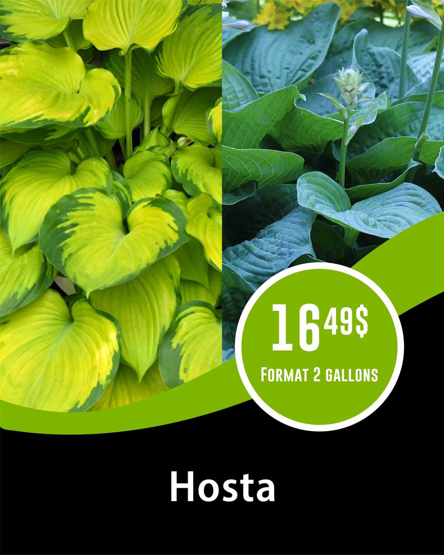 promo-hosta-gallon