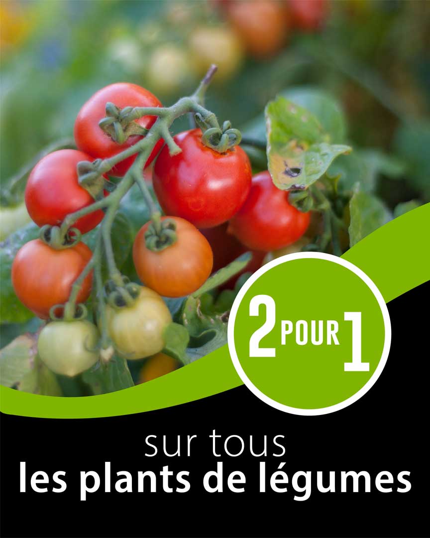 promo-legume