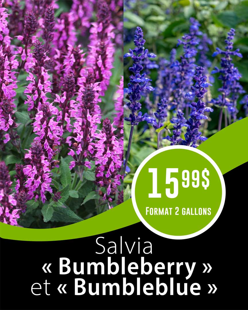 promo-salvia