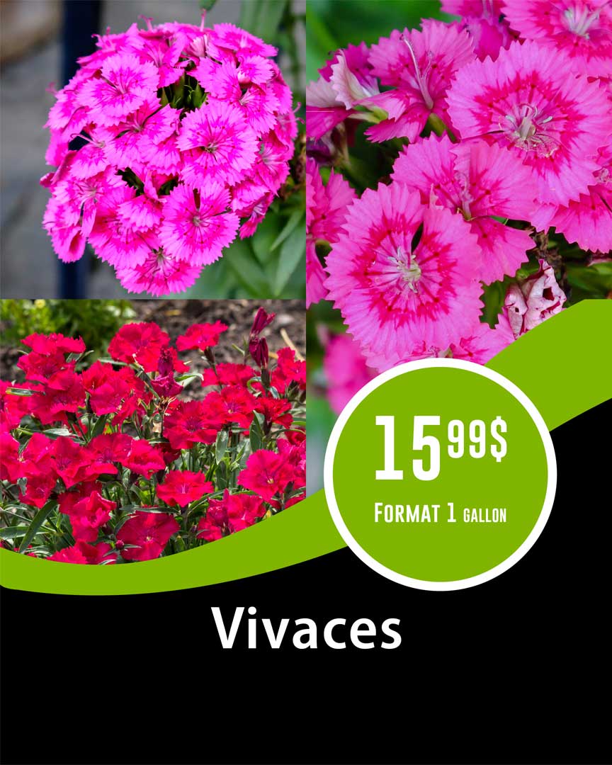 promo-vivace-1-gallon
