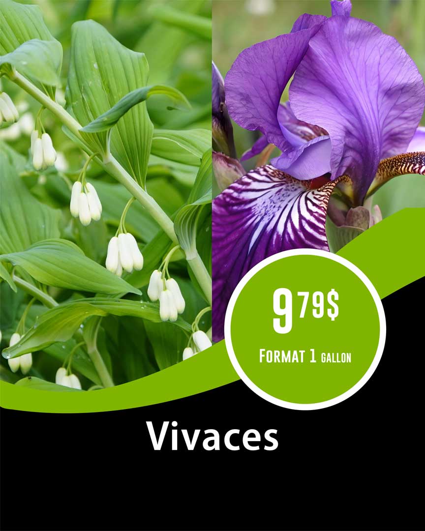 promo-vivace