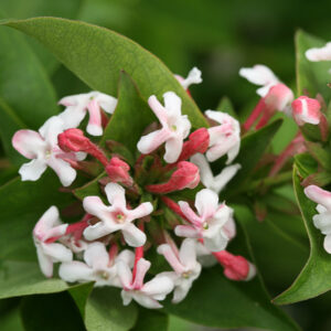 abelia-sweet-emotion
