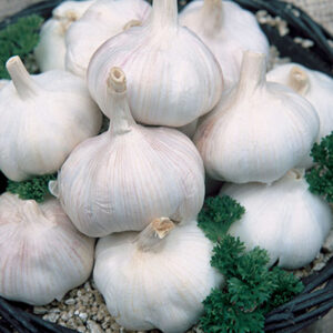 Allium sativum var. sativum Long Keeper