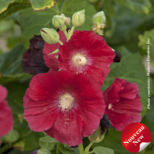 alcea-rosea-mars-magic