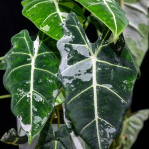 alocasia-frydek-variegata