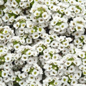 alyssum-clear-crystal-white