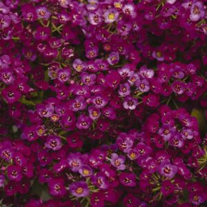 alyssum-clearcrystal-purple-shades