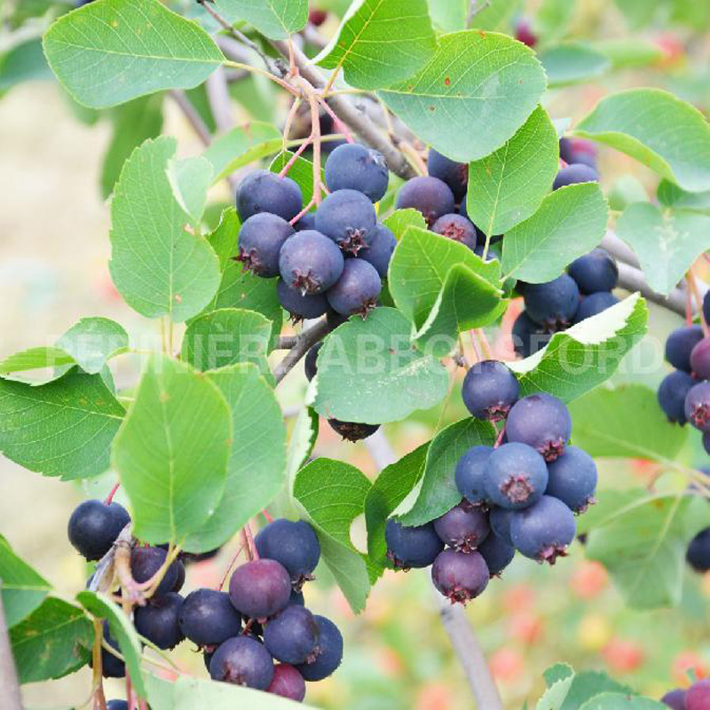 amelanchier-isaac-petits-fruits