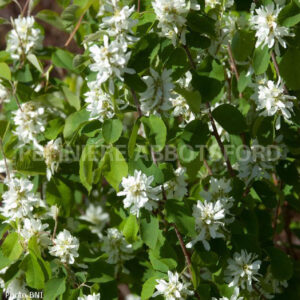 amelanchier-standing-ovations