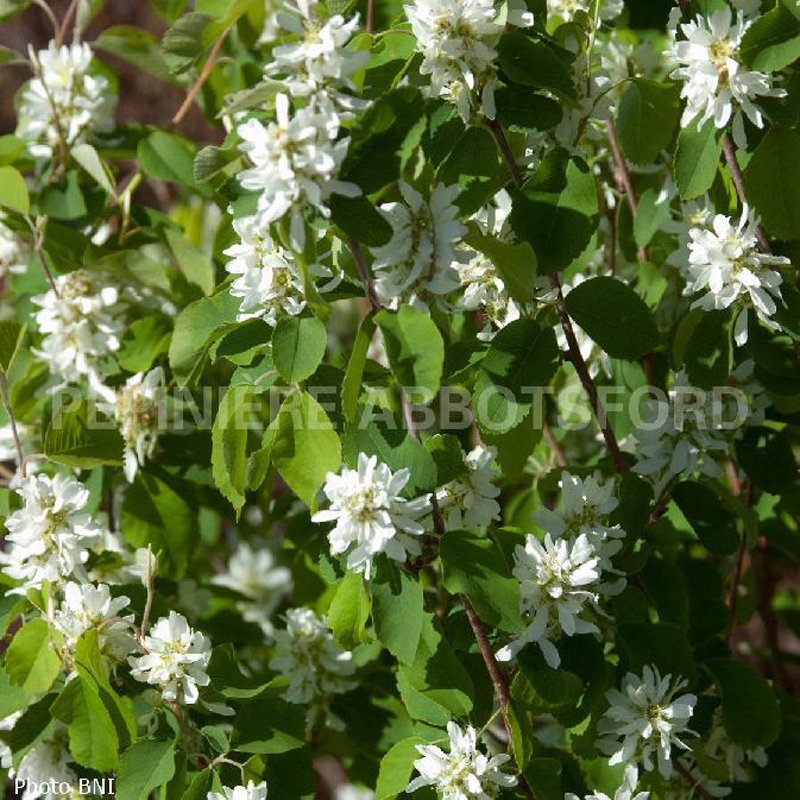 amelanchier-standing-ovations