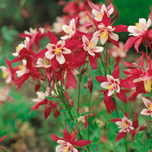 Aquilegia caerulea Red & White