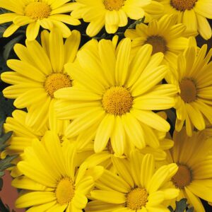 argyranthemum-butterfly-yellow