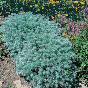 Artemisia schmidtiana Silver Mound