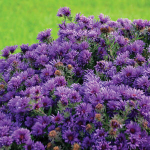 aster-n-a-grape-crush