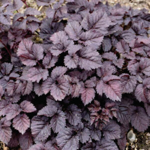 astilbe-chin-dark-side-of-the-moon