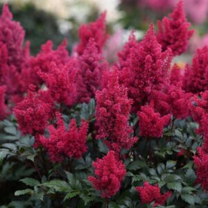 astilbe-jap-red-sentinel