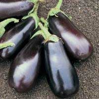 aubergine-classic