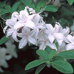 azalea-white-lights