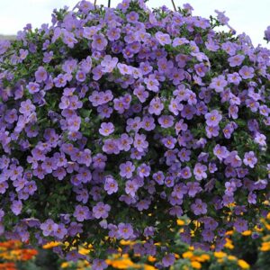 bacopa-betty-dark-blue