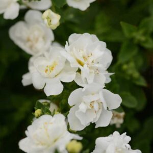 bacopa-scopia-double-snowball