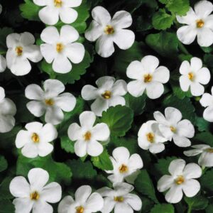 bacopa-snowstorm-giant-snowflake
