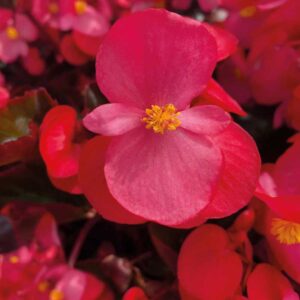 begonia-big-deep-rose-bronze-leaf