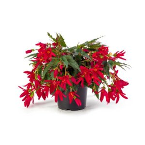 begonia-boliviensi-beauvilia-red