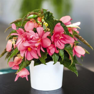 begonia-boliviensi-funky-pink