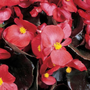 begonia-cocktail-vodka