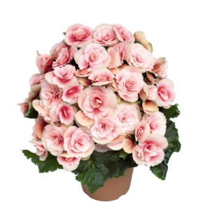 begonia-hiemalis-borias