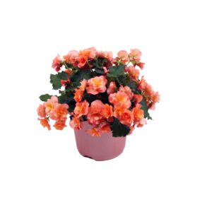 begonia-solenia-apricot
