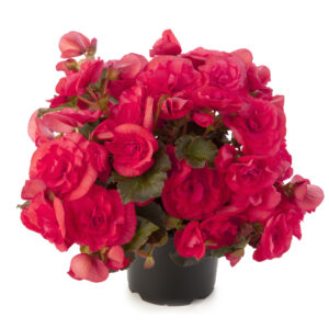 begonia-solenia-dark-pink